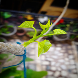 अशोक गुजराती